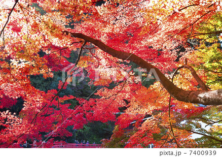 香嵐渓の紅葉 7400939