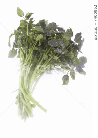 クレソン クレソン 7400962