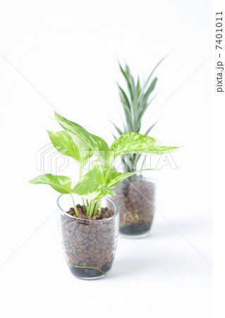 ポトスとサンデリー 7401011