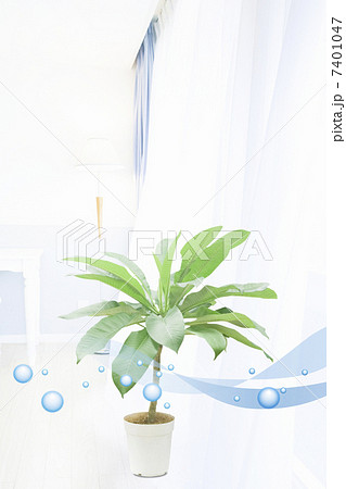 観葉植物 7401047