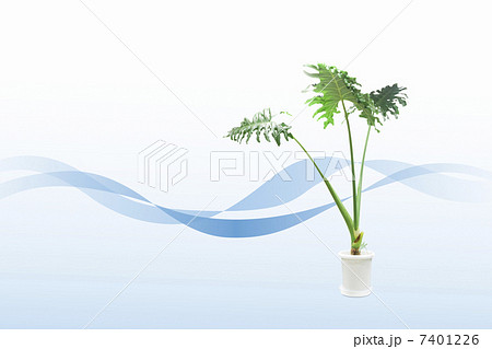 観葉植物 観葉植物 7401226