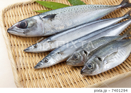 鮮魚 鮮魚 7401294