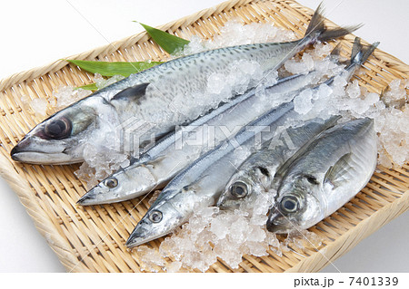 鮮魚 鮮魚 7401339