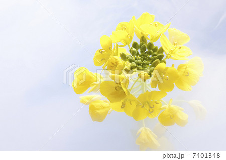 菜の花 菜の花 7401348