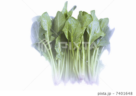 ホウレンソウ 7401648
