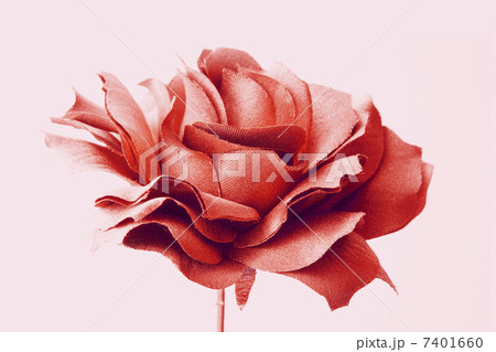バラの花 7401660