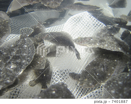 養殖のヒラメ 7401887