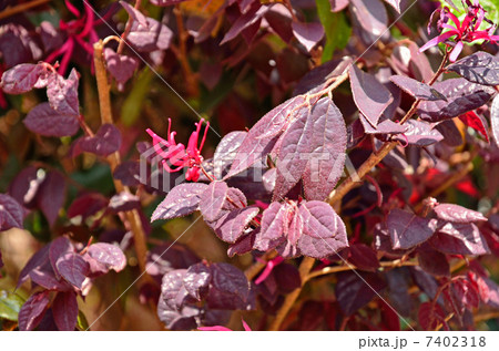 植物・ベニバナトキワマンサク　マンサク科 7402318