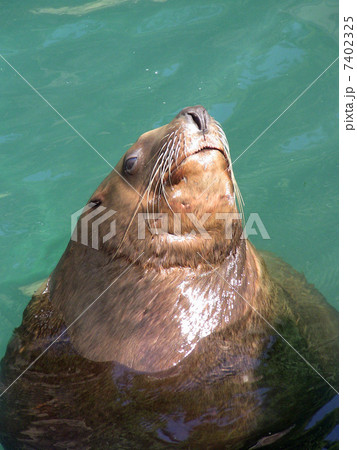 トド トド 7402325