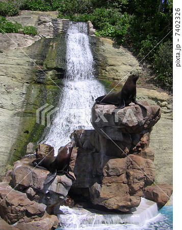 トド トド 7402326