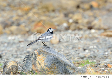 ハクセキレイ　雌 7402914