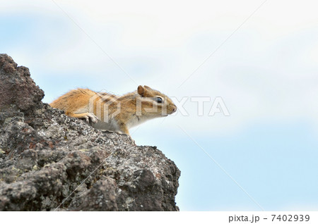 エゾシマリス エゾシマリス 7402939