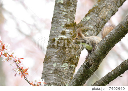 エゾリス　雌 7402940