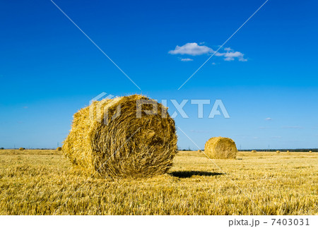 Farm field with hay bales 7403031