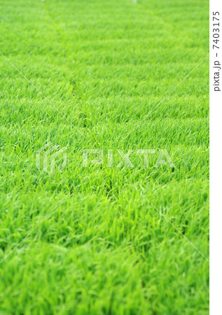 稲の苗 7403175