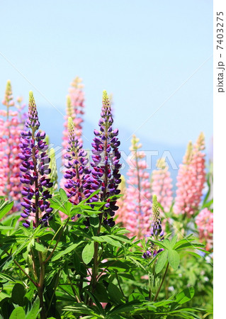 ルピナス 7403275