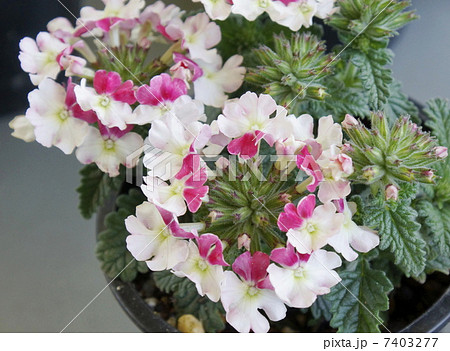 ワスレナグサ ワスレナグサ 7403277