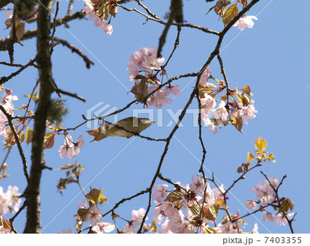 エゾヤマザクラにセンダイムシクイ 7403355