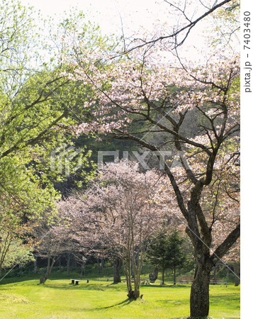 北海道釧路町別保公園の桜 北海道釧路町別保公園の桜 7403480