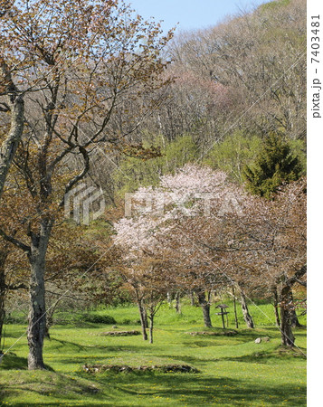 北海道釧路町別保公園の桜 北海道釧路町別保公園の桜 7403481