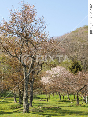 北海道釧路町別保公園の桜 北海道釧路町別保公園の桜 7403482