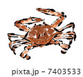 渡り蟹 7403533