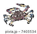 渡り蟹 7403534