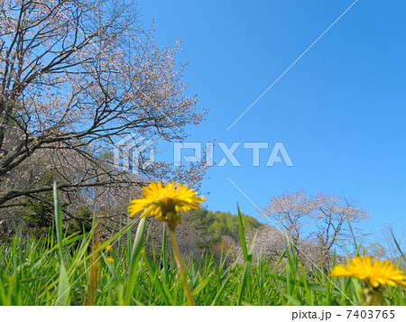 北海道釧路町別保公園の桜 北海道釧路町別保公園の桜 7403765