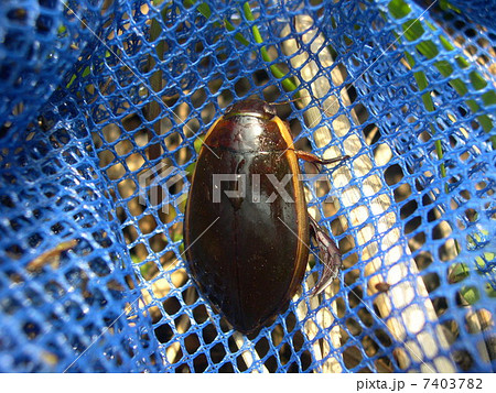 ゲンゴロウ 7403782