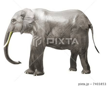 象 横向き 白背景 イラスト Cg 灰色のイラスト素材