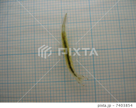 コガタノゲンゴロウ幼虫 コガタノゲンゴロウ幼虫 7403854