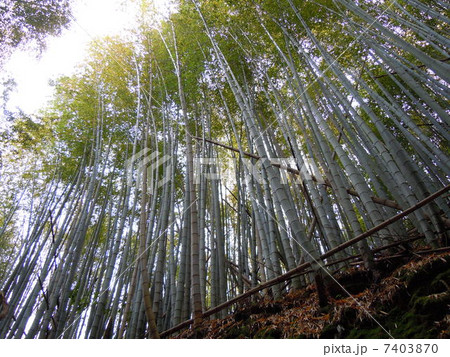 空へへと伸び行く竹 7403870