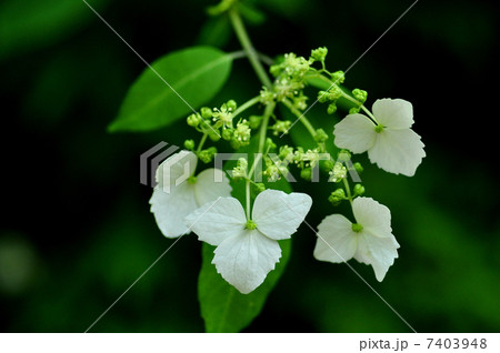 コガクウツギ 7403948