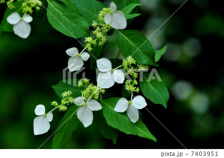 コガクウツギ 7403951