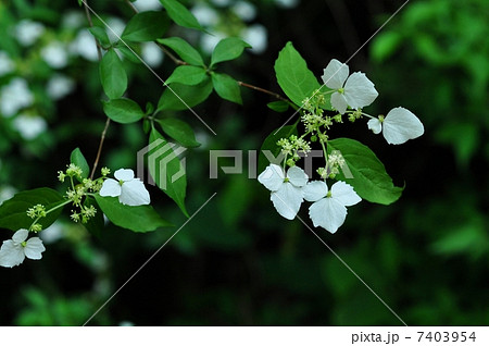 コガクウツギ 7403954