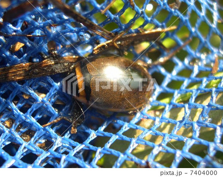 マルガタゲンゴロウ 7404000