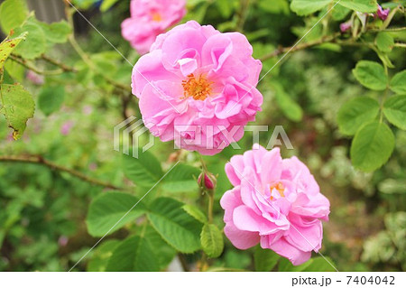 ブルガリア産ダマスクローズ 7404042