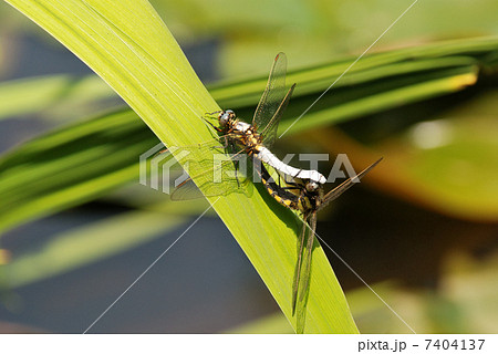 シオヤトンボの交尾 シオヤトンボの交尾 7404137