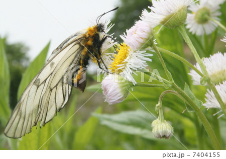 交尾嚢をつけたウスバアゲハ（ウスバシロチョウ）の雌 7404155