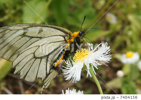 交尾嚢をつけたウスバアゲハ（ウスバシロチョウ）の雌 7404156