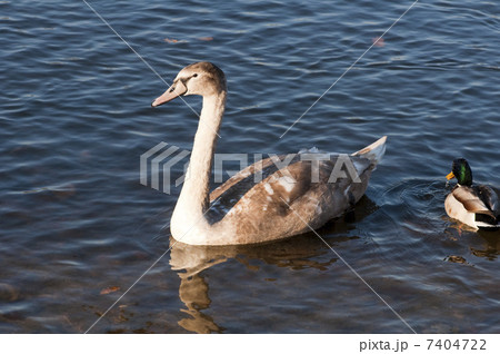 swan 7404722