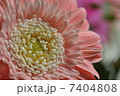 ガーベラ　花 7404808