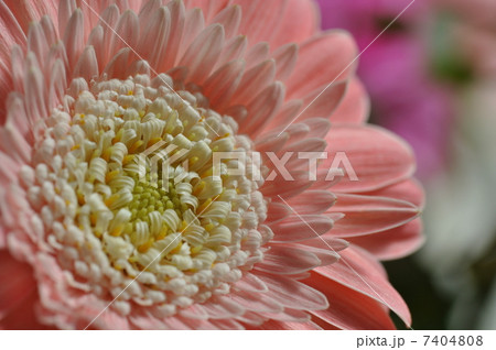 ガーベラ 花 ガーベラ 花 7404808