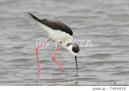 セイタカシギ セイタカシギ 7404816