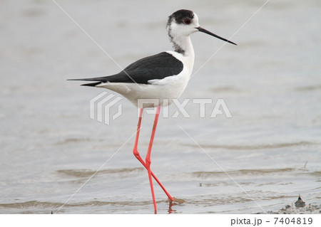 セイタカシギ 7404819