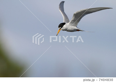 コアジサシ コアジサシ 7404830