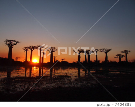 バオバブの夕日 7404885