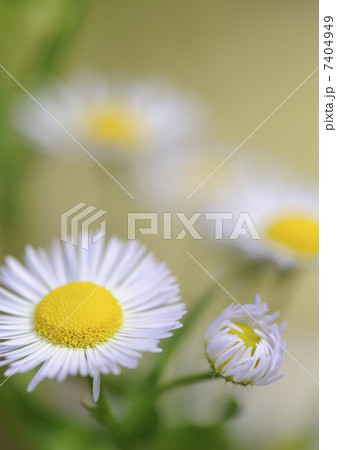 ヒメジョオン 7404949