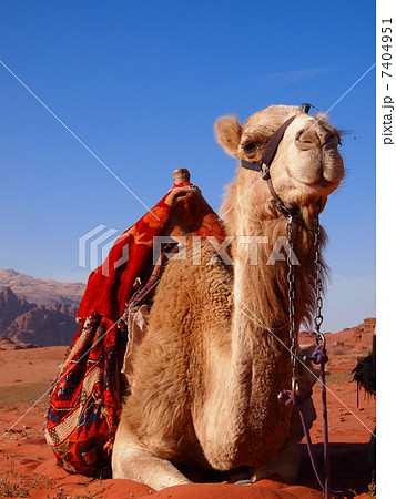 ワディ・ラムのラクダ ワディ・ラムのラクダ 7404951