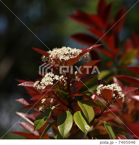 ベニカナメモチ 7405046